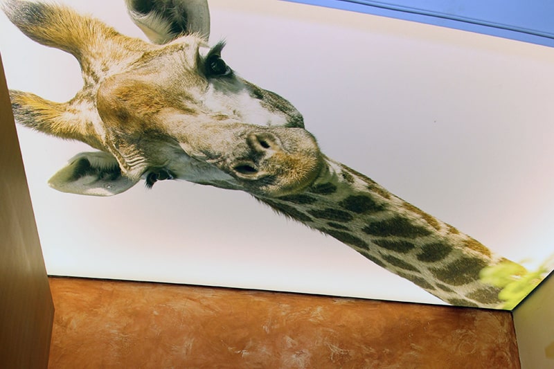 Galerie Printspanndecke bedruckte Spanndecke motivspanndecke